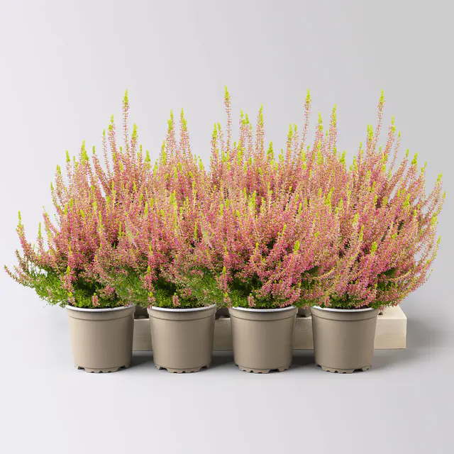 Knospenheide 'Gardengirls® Golden Angie', rosa, Topf-Ø 10,5 cm, 8 Pflanzen