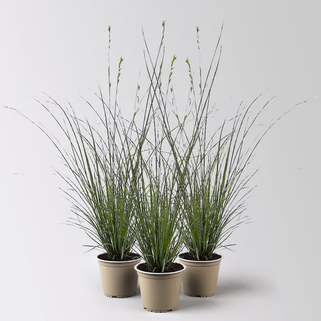 Bio Segge, grün-gelb, Topf-Ø 12 cm, 3 Pflanzen
