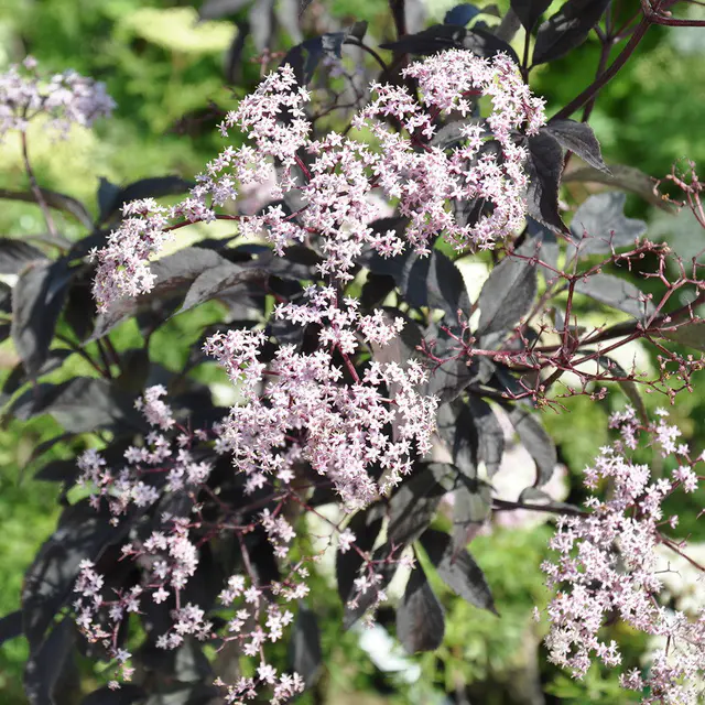 Rotlaubiger Holunder 'Black Beauty'® 40/60 cm, im 5 l Topf