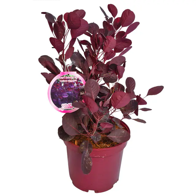 Perückenstrauch 'Lilla'®, Höhe ca. 40 cm, Topf 4 Liter, 5 Pflanzen