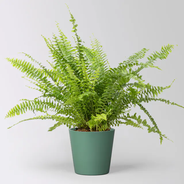 Schwertfarn 'Green Lady' in Keramiktopf Dallas seegrün, Topf-Ø 12cm