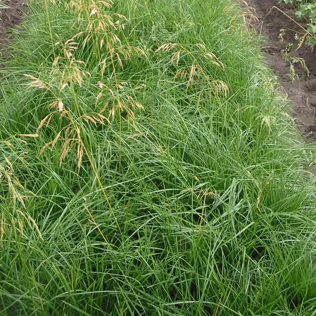 Bio Deschampsia, goldgelb, Topf 11x11 cm