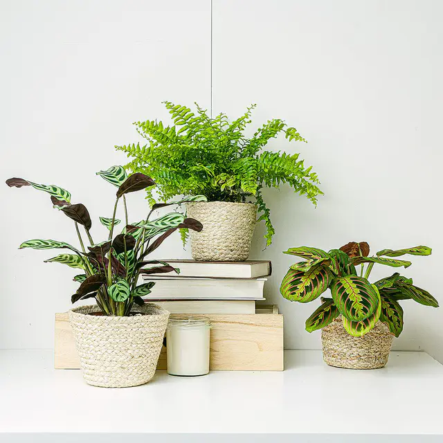 Pflanzentrio für Tiere geeignete (Ctenanthe Burle Marxii, Maranta Tricolor - Blume des Gebets, Nephrolepis)