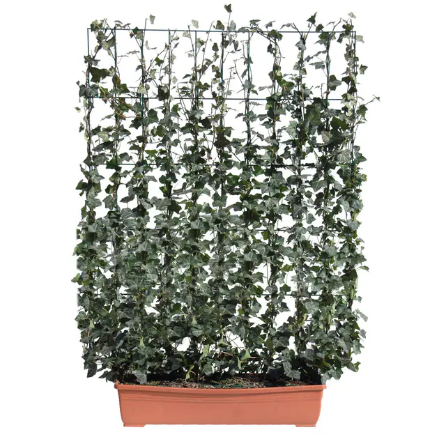 Hecke am laufenden Meter® Efeu, 130x100 cm