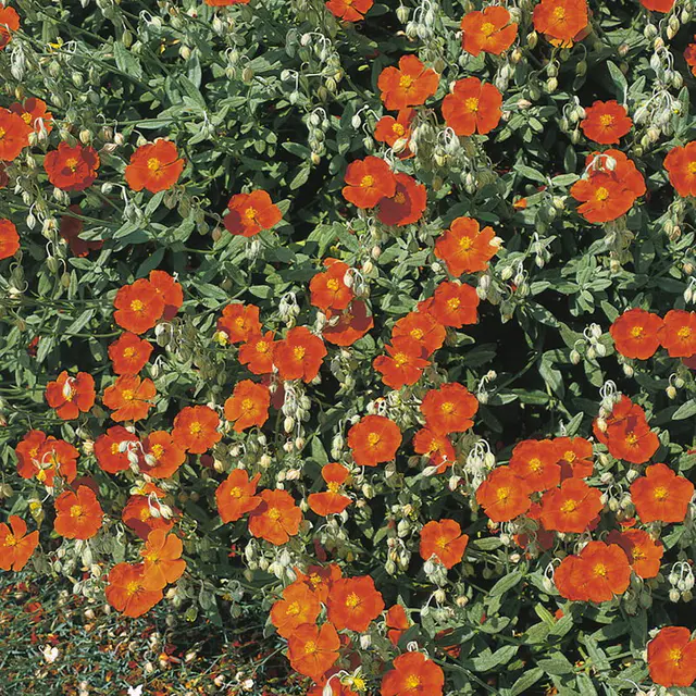 Sonnenröschen 'Bronzeteppich', orange-braun, Topf 9x9 cm, 3 Pflanzen