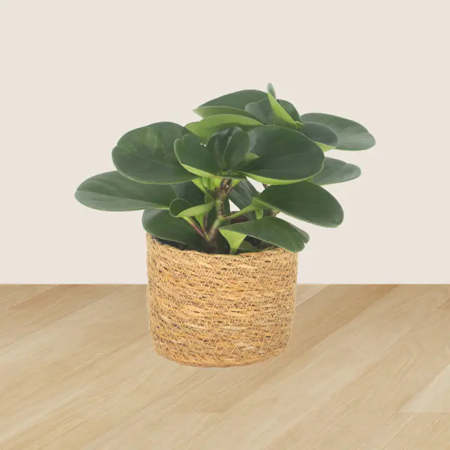 3er-Set Ananas, Monstera & Peperomia — Bild 3