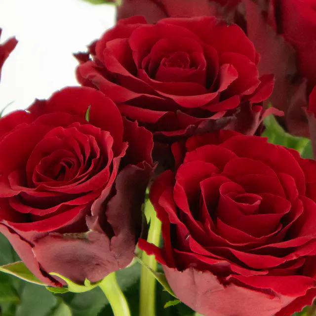 12 Rote Premium-Rosen (50cm) — Bild 2