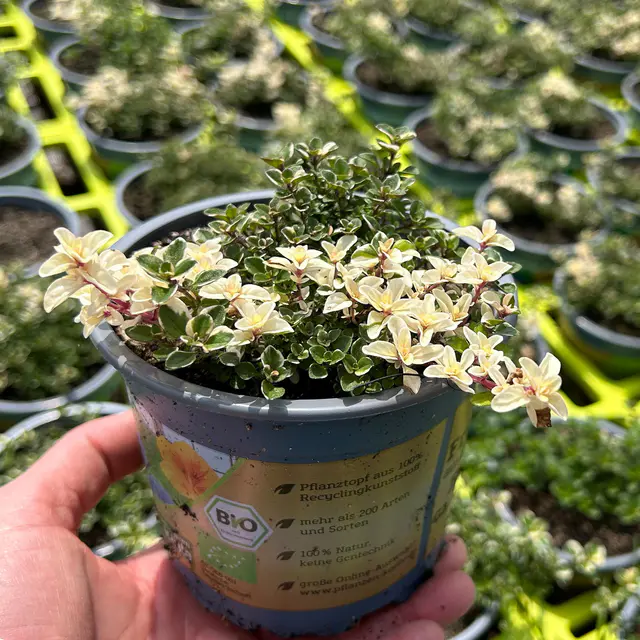 Bio Thymian 'Foxley', Topf-Ø 12cm