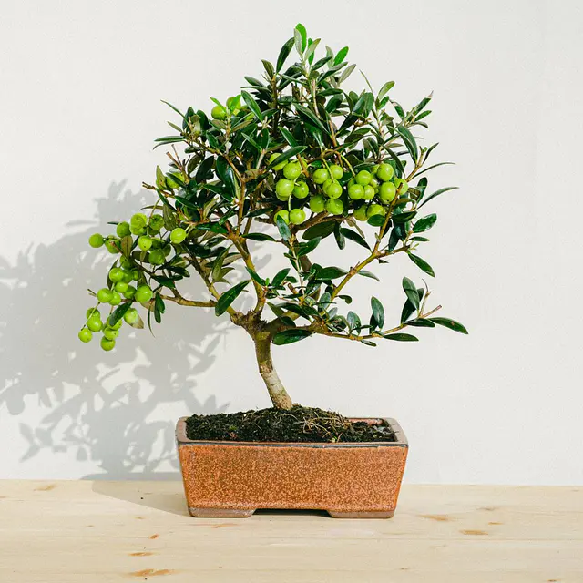 Bonsai Olea Eurpoea (9 Jahre alt)