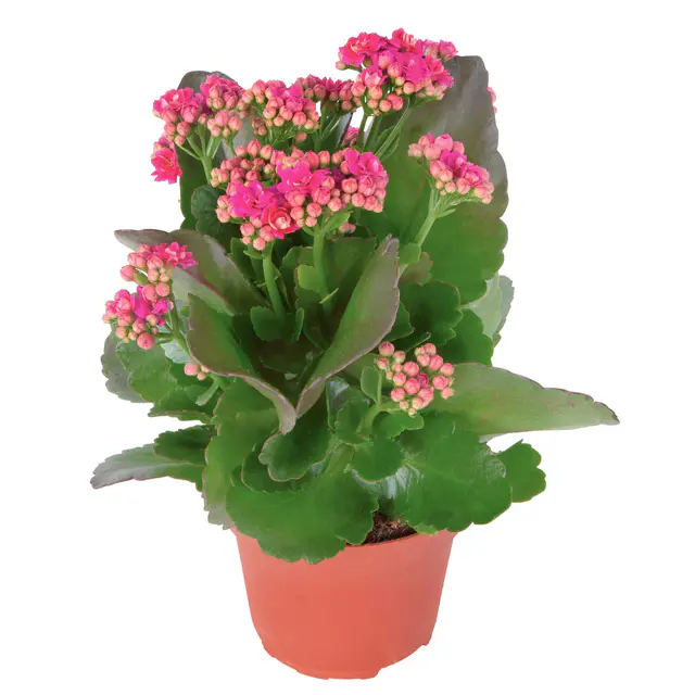 Kalanchoe 'Calandiva'®, violett, Topf-Ø 12 cm, Höhe ca. 27,5 cm, 6 Pflanzen