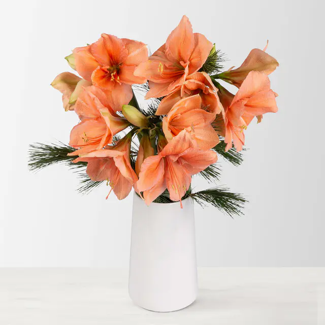 Schnittblumen-Mix aus 3 lachsfarbenen Amaryllis & 3 Seidenkiefer