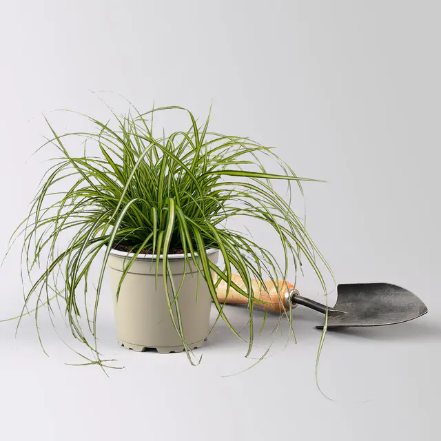 Bio Gartensegge 'Eversheen', gelb-grün, Topf-Ø 12 cm