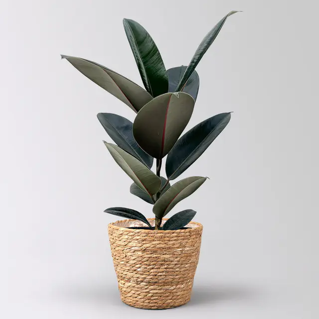 Gummibaum 'Abidjan' in Korb Osaka, Topf-Ø 17 cm, Höhe ca. 55 cm