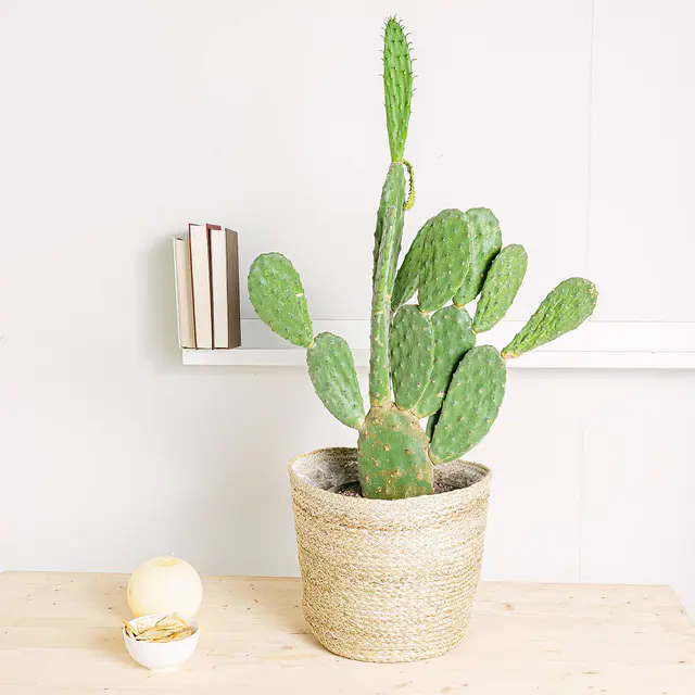 Opuntia Tomentosa