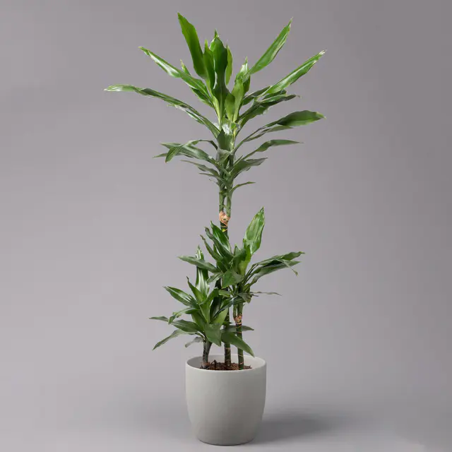 Duftender Drachenbaum 'Janet Lind', Topf-Ø 21 cm, Höhe ca. 120 cm