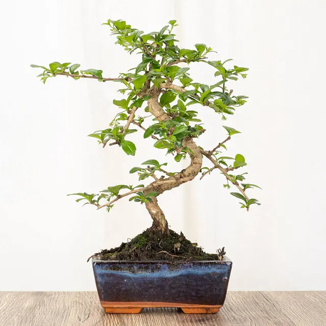Bonsai Carmona 6 Jahre
