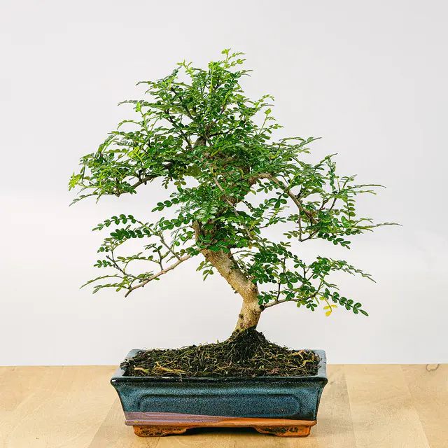 Bonsai Zanthoxylum Piperitum 10 Jahre