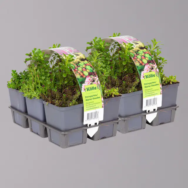 Sedum in verschiedenen Sorten im Mix-Set, Topf 7x7 cm, 2x 6 Pflanzen