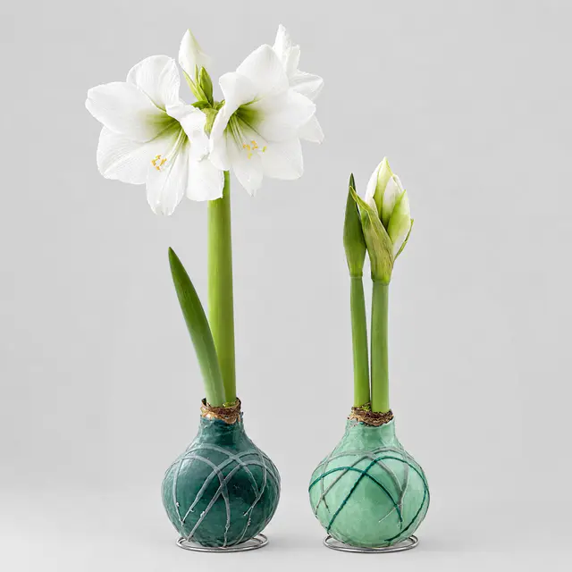 Amaryllis in Wachs, Dekor 'Forest', Farbe zufällig, Blüte weiß, 2 Pflanzen