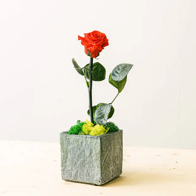 Rose - Valentin