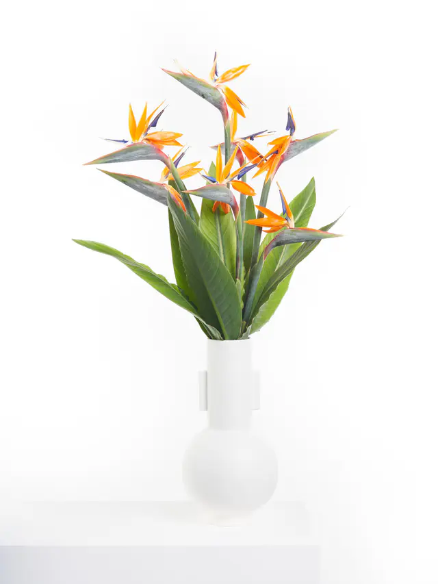 Bird of Paradise