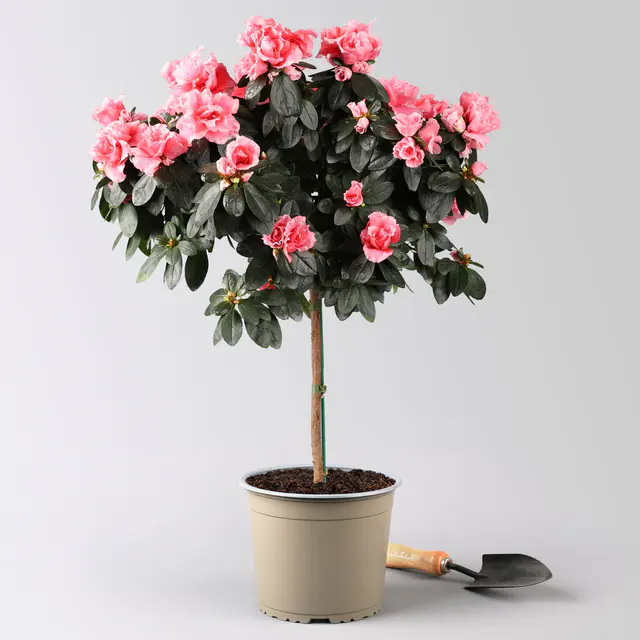 Azalee, Stämmchen, Farbe zufällig, gefüllt, Topf-Ø 19 cm, Höhe ca. 65 cm