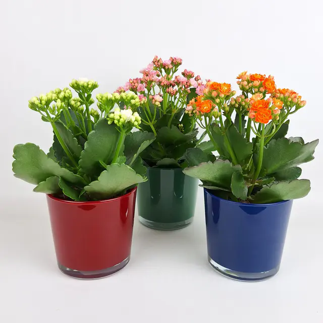 Topfpflanze Kalanchoe