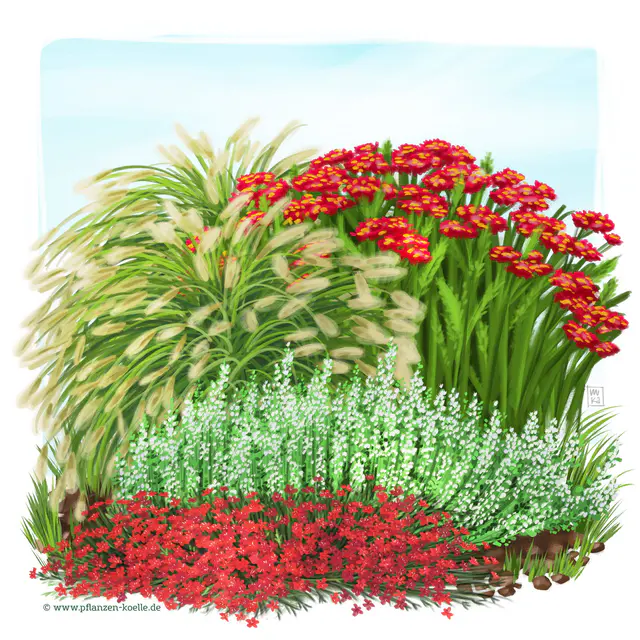 Stauden-Set, 12 Pflanzen für 2 m², weiß-rot