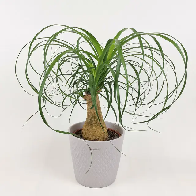 Elefantenfuß Palme