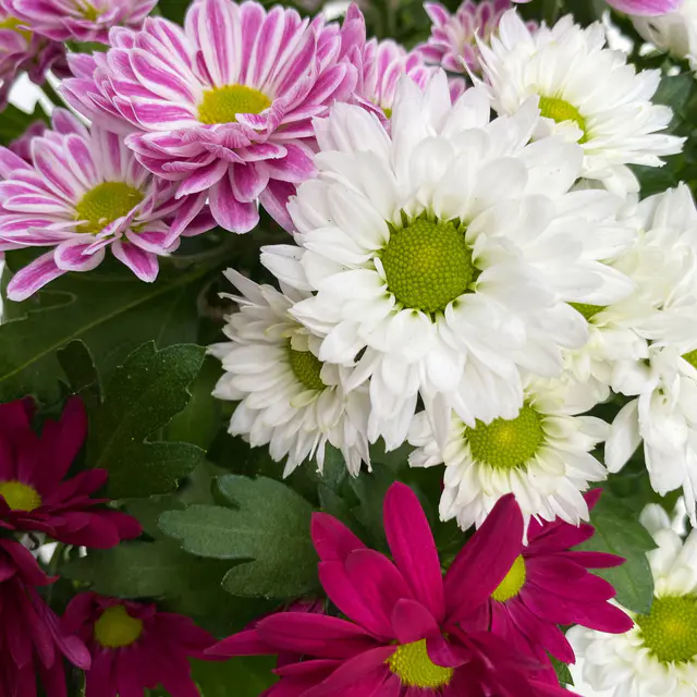 Chrysanthemen 'Swifty' Trio, weiß, rosa & dunkelrot, Topf-Ø 12 cm, 6 Pflanzen