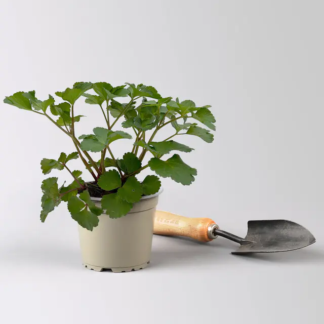 Bio Staudensilie, Topf-Ø 12 cm