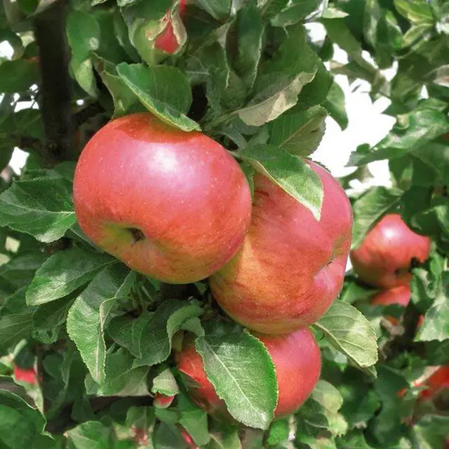 Kölle Bio Säulenapfel 'Sonate'Ⓢ, Unterlage MM 111, Topf 10 Liter