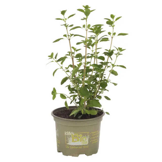 Bio Arabischer Majoran, Topf-Ø 12 cm