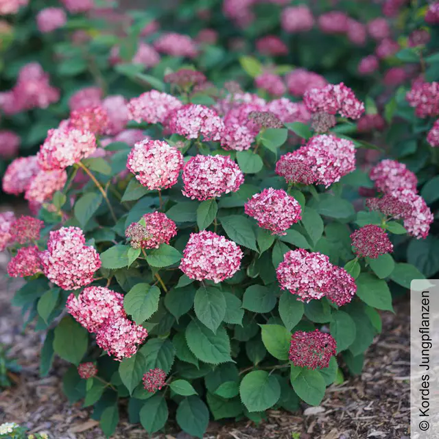 Rosarote Schneeballhortensie 'Ruby Annabelle'®, rosarot, Topf 5 Liter