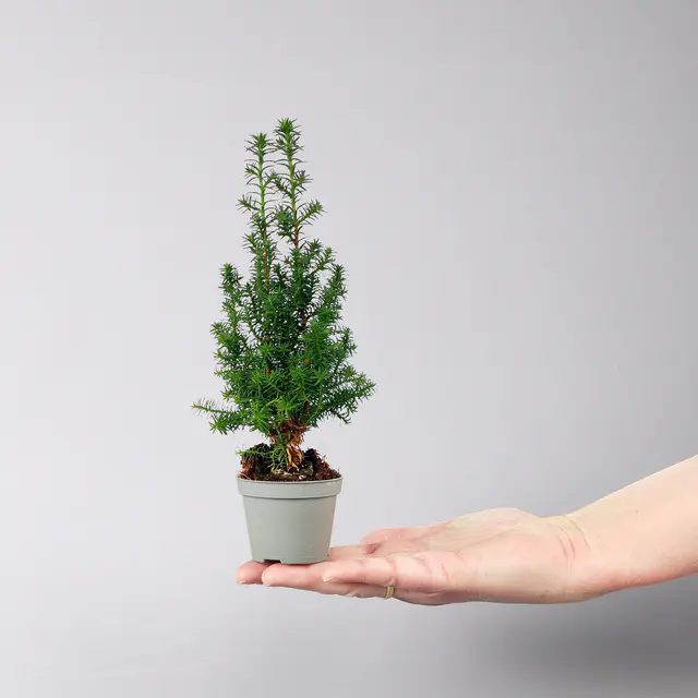 Kegelzypresse 'Top Point', Mini, Topf-Ø 6 cm, 12 Pflanzen
