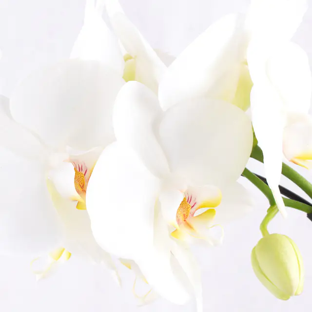 Orchideenbogen Weiß + gratis Topf | Phalaenopsis — Bild 2