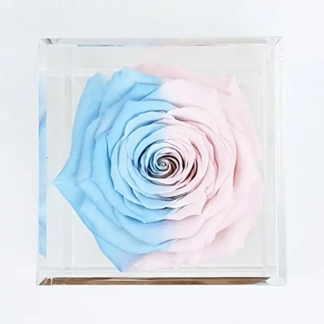 zweifarbige Rosenblüte in Geschenkbox