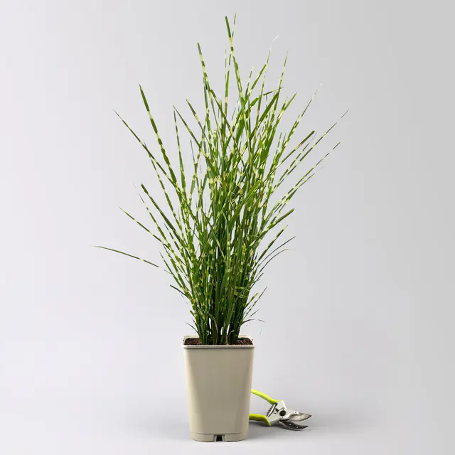 Bio Zebragras 'Zebrinus', Topf 5 Liter
