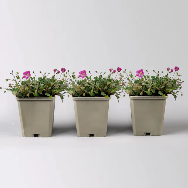 Bio Reiherschnabel 'Bishops Form' rosa, Topf 9x9 cm, 3 Pflanzen