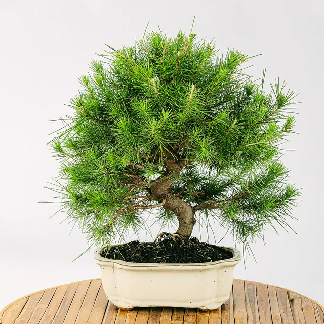 Bonsai 10 Jahre alt Pinus halepensis