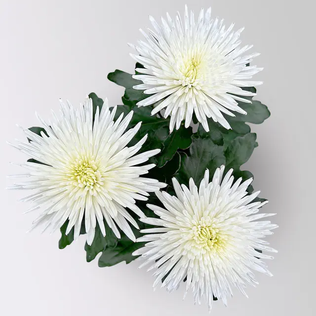 Chrysantheme 'Anastasia', weiß, großblumig, Topf-Ø 13 cm, 3 Pflanzen
