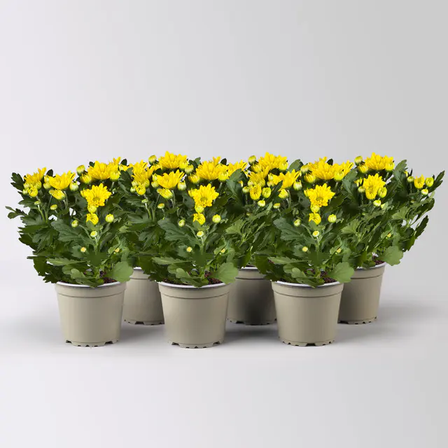 Chrysanthemen, gelb, Topf-Ø 12 cm, 6 Pflanzen