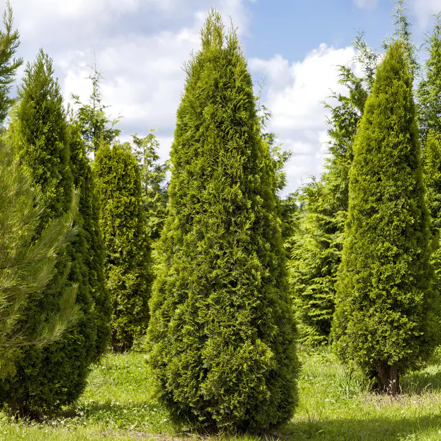 Thuja occidentalis "Smaragd", 10er-Set, Höhe 20-30 cm, Topf 2 Liter