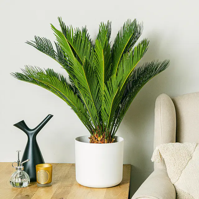 Cycas revoluta