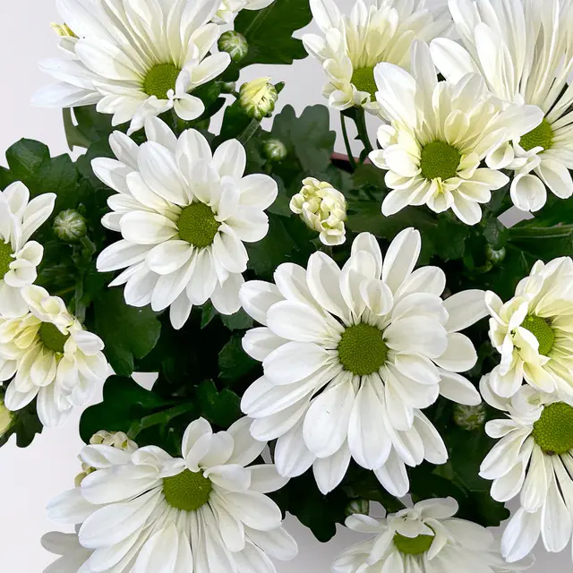 Chrysanthemen, weiß, Topf-Ø 12 cm, 6 Pflanzen