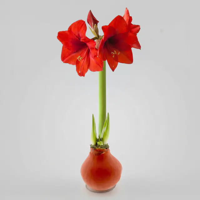 Amaryllis in Wachs XL, Dekor 'Basic Orange', Blüte rot, 2 Pflanzen