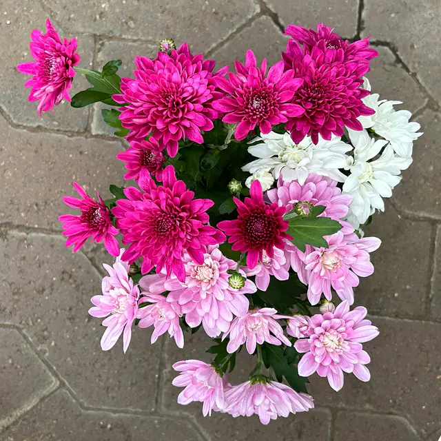 Chrysantheme Trio 'Sweet Carneval', weiß-rosa-lila, Topf-Ø 12cm, 6 Pflanzen