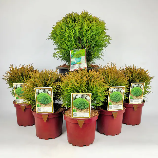 Kugel-Lebensbaum, 6er-Mix Set, 5x Topf 2 Liter + 1x Topf 8,7 Liter