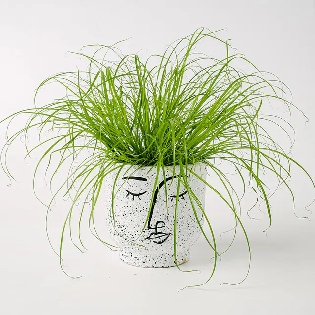 Kräuter für Katzen - Cyperus Alternifolius