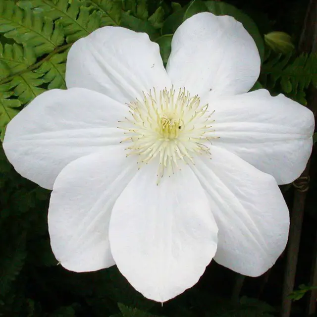 Clematis 'Madame Le Coultre', 2er-Set, weiß, Höhe 60-80cm, Topf 2 Liter